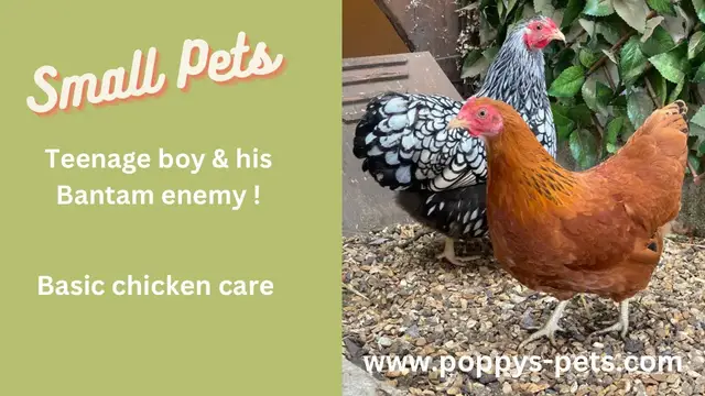 Video thumbnail for Goodfeel Video: Session in the Coup with Teenager Nick vs the Feisty Bantam Chicken and Feeding Time