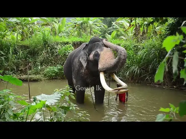 Video thumbnail for How Nedungamuwe Raja bathes and leaves Danwela alone