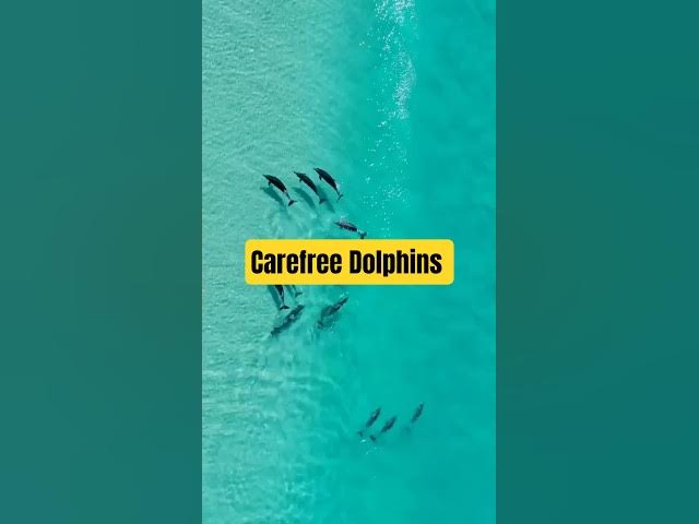 Video thumbnail for Carefree dolphins #dolphins #naturelovers #animalfacts #nature