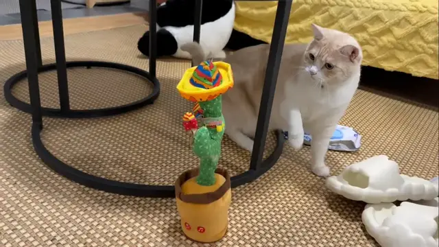 Video thumbnail for Curious Cat Has a Hilarious Reaction to a Dancing Cactus Toy