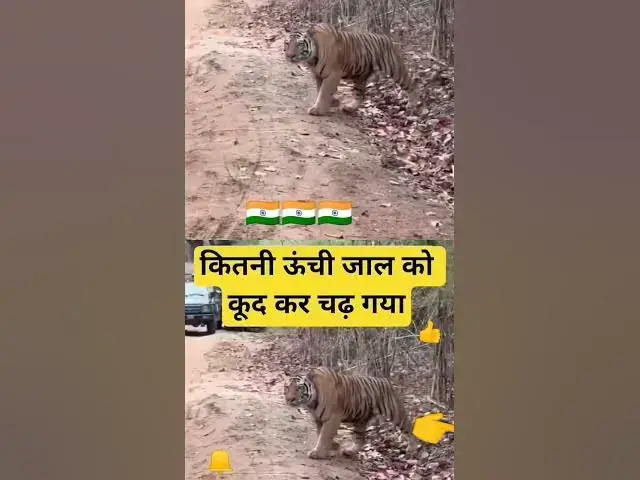 Video thumbnail for harimau Sumatra perhutani India