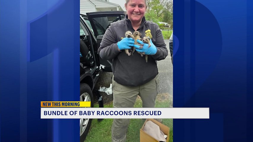 Video thumbnail for Baby raccoons found inside car after mother sneaks in through open window