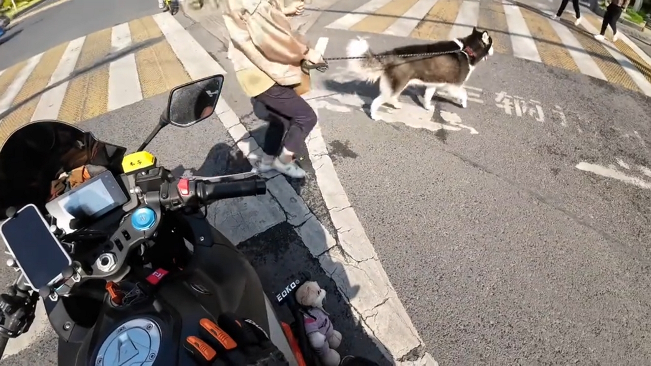 Video thumbnail for Husky Barks at Driver During Crosswalk in China