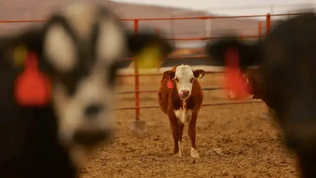 Video thumbnail for US ban on Mexican livestock imports devastates cattle farmers