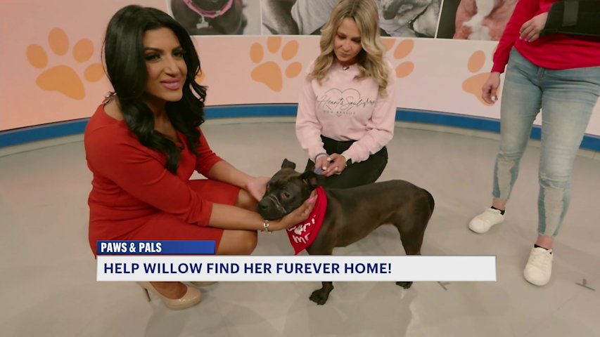 Video thumbnail for Paws and Pals: Gentle Willow needs a 'furever' home