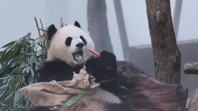 Video thumbnail for China: CHONGQING ZOO GIANT PANDAS 2.