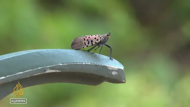 Video thumbnail for US fights invasive flies: Senators want funding for research