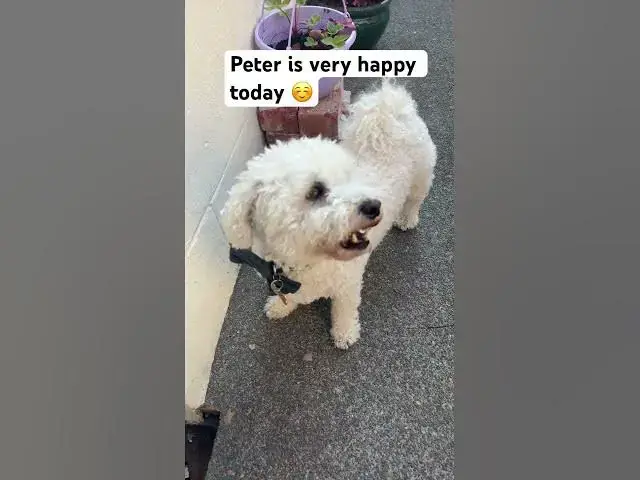 'Video thumbnail for Good boy Peter ☺️#fyp#subscribe #vlogger'