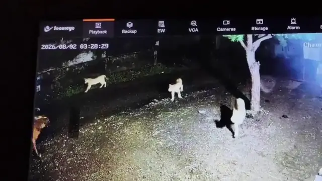 Video thumbnail for India: Lone bull stuns seven lions, midnight village encounter ends in extraordinary show of courage.