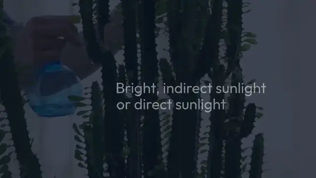 Video thumbnail for Cactus Plant Care Tips