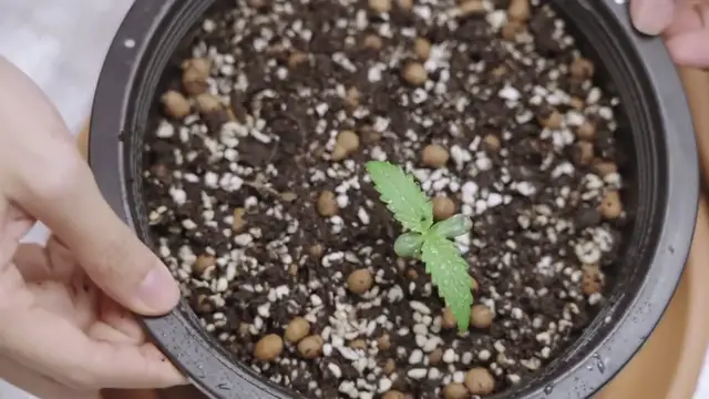 Video thumbnail for Watering ZZ Plants