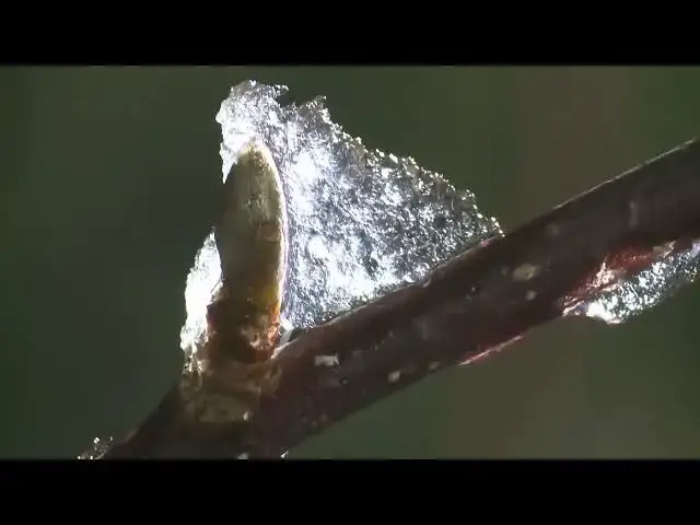 Video thumbnail for Snowdrop flower