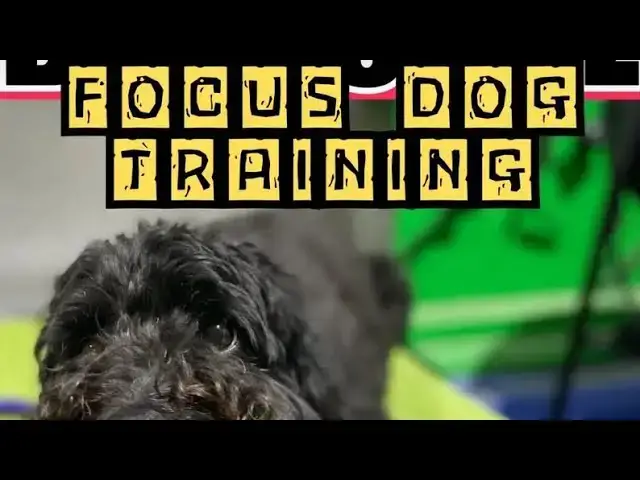 'Video thumbnail for Focus Dog Training: Train Your Dog To Ignore Distractions by Doggozila Magazine'