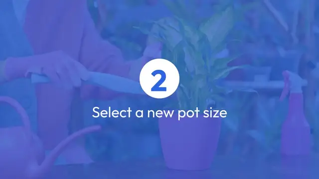 Video thumbnail for ZZ Plant Repotting Step-By-Step