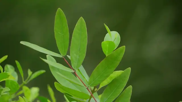 Video thumbnail for How to Make ZZ Plants Thrive in Small Spaces