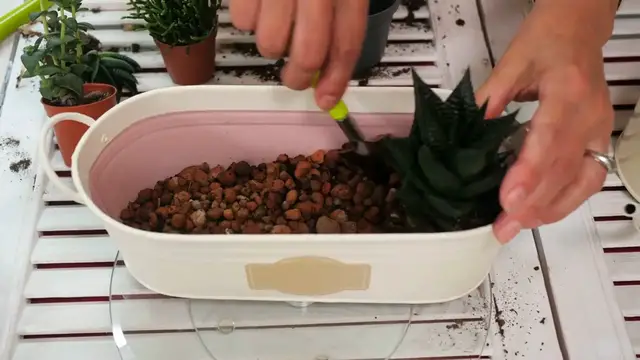 Video thumbnail for Cactus Propagation Techniques Explained