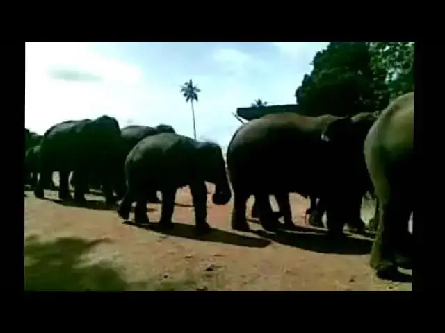 Video thumbnail for Pinnawala elephant orphanage in sri lanka