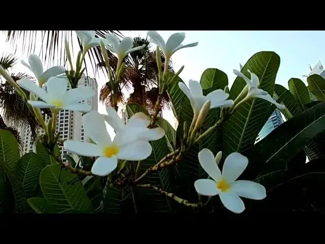 Video thumbnail for Araliya flowers - Plumeria