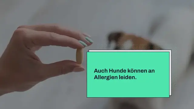 Video thumbnail for Cetirizin für Hunde: Dosierung, Anwendung & Alternativen
