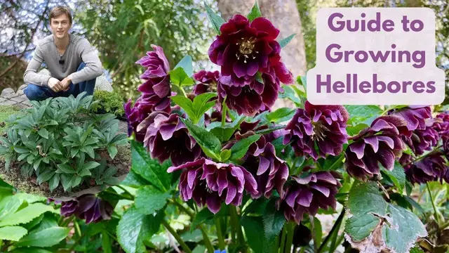Video thumbnail for Hellebores - Complete Growing Guide - Best Evergreen Shade Perennial
