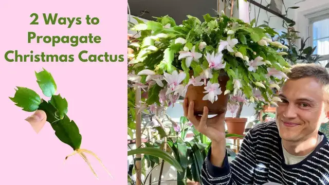 Video thumbnail for Christmas Cactus: How to Make More (Propagation) 2 Ways