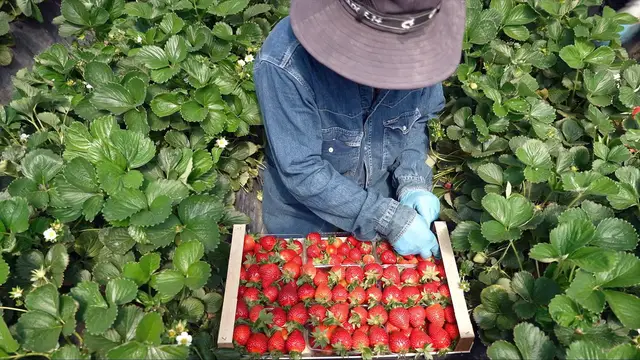 Video thumbnail for Greece faces labour shortage as migrant workers toil in limbo, lacking rights and legal status