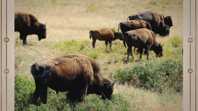 Video thumbnail for Bison Characteristics: Exploring Their Evolution, Anatomy, and Social Life