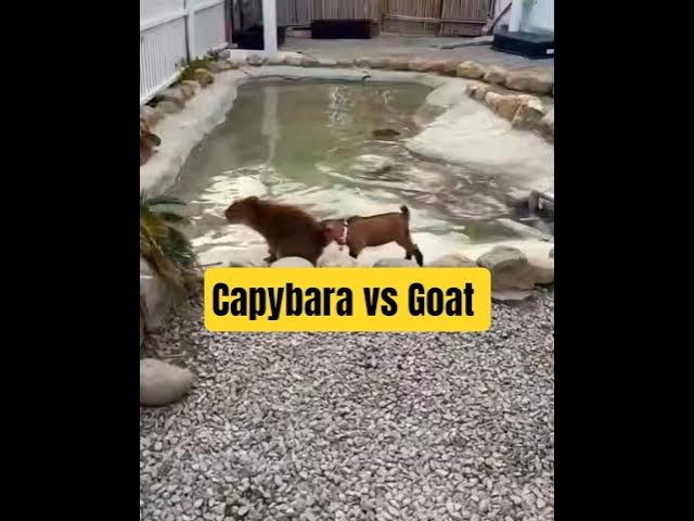Video thumbnail for No one will disturb the capybara's rest