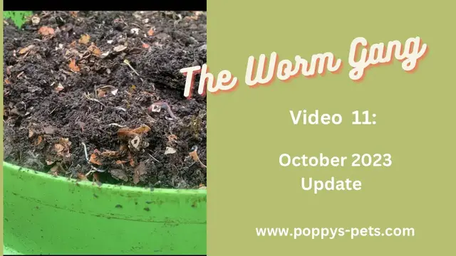 Video thumbnail for Video 11:  October Update - See Visibly How Much Food Waste Has Converting to Castings