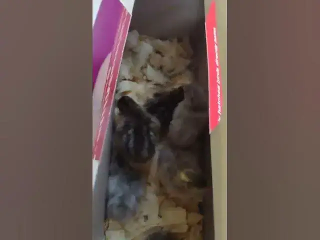 Video thumbnail for Tractor Supply Baby Guineas #shorts