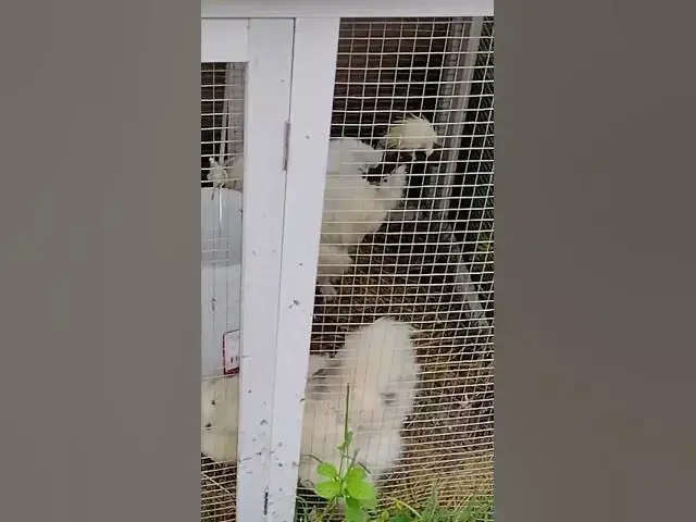 Video thumbnail for Splash Silkie Hen And Eggs #Shorts