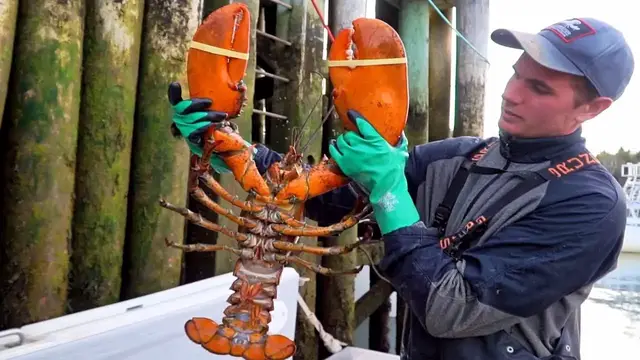 Video thumbnail for GIANT LOBSTER in Canada - SEAFOOD Catch & Cook in The Maritimes!! BEST Street Food in Canada!!