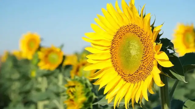 Video thumbnail for Türkiye: Sunflower fields paint landscape yellow in northwestern Türkiye.