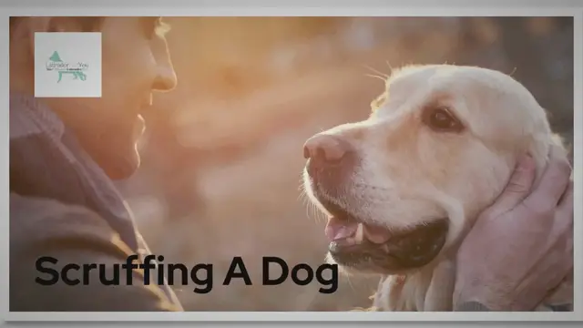 Video thumbnail for Scruffing A Dog The Right Way: Complete Guide 101