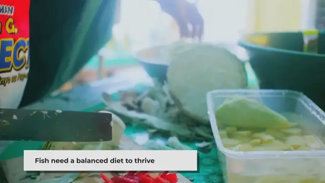 Video thumbnail for The Best Food for Your Pet Fish