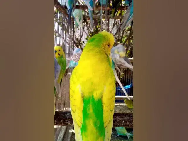 'Video thumbnail for Toller Rufton für Wellensittiche, der ihn glücklich macht!!! #Vögel #Liebe #Papagei #lustig #vogel'
