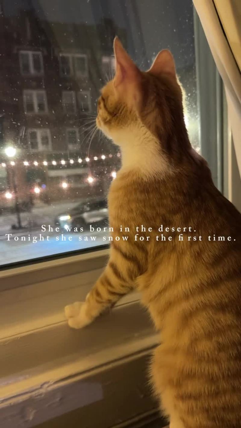 Video thumbnail for Desert Rescue Cat Sees Snowfall for the First Time