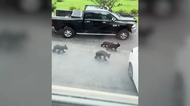 Video thumbnail for Mama bear and 4 cubs make surprise visit to Morris County driveway