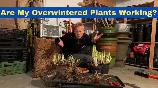 Video thumbnail for Overwintered Plants - How to Ensure Plants Make it Through Winter Successfully