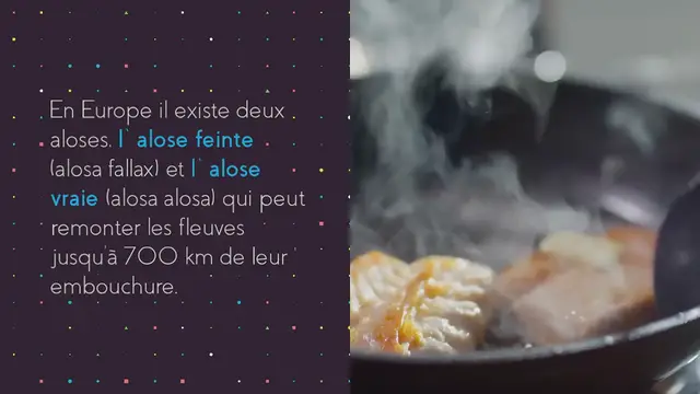 Video thumbnail for Alose : un poisson méconnu et une recette : alose au grill