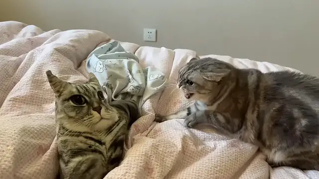 Video thumbnail for Cat Surprised by Realistic Cat Pillow in Liaoning
