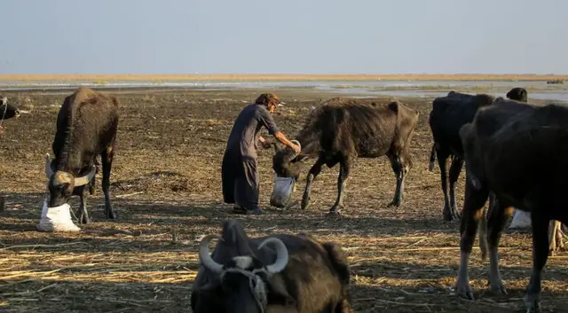 'Video thumbnail for Iraq’s water buffalo herds dwindle as drought and dams shrink ancient marshlands'