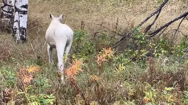 Video thumbnail for White Moose Calf Caught on Camera