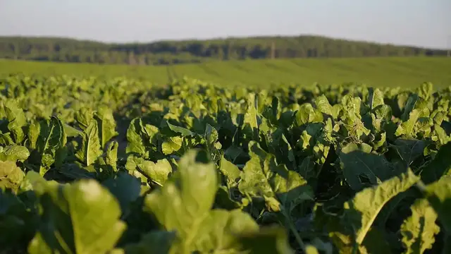 Video thumbnail for Organic Gardening Without Pesticides