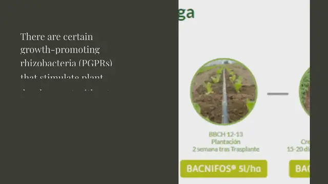 Video thumbnail for AGROTECHNOLOGICAL POTENTIAL OF BACTERIAL VOCs