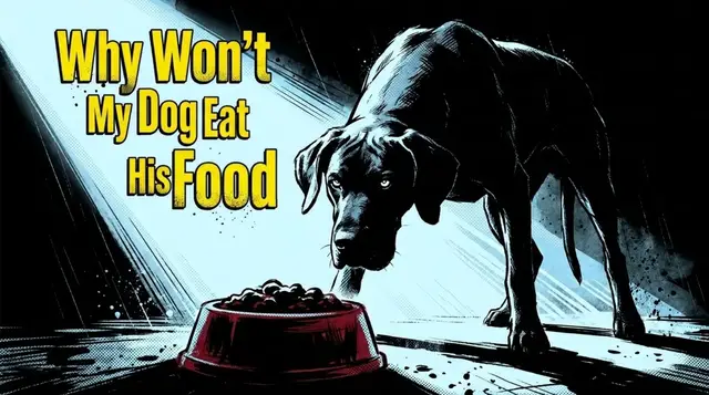 Video thumbnail for Why Dogs Refuse to Eat?