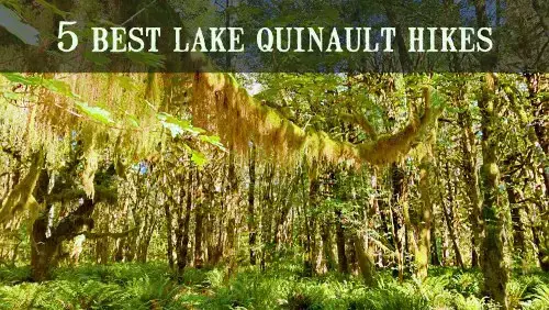 Video thumbnail for 5 Best Lake Quinault Hikes