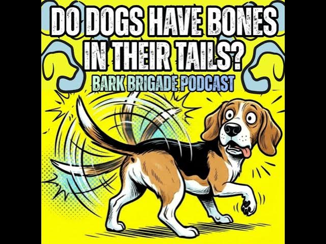 Video thumbnail for Do Dogs Have Bones in Their Tails?