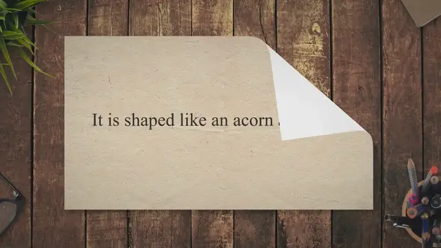 Video thumbnail for Can You Eat Acorn Squash Skin? The Delicious Truth - Press To Cook