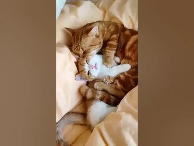 Video thumbnail for cat 11